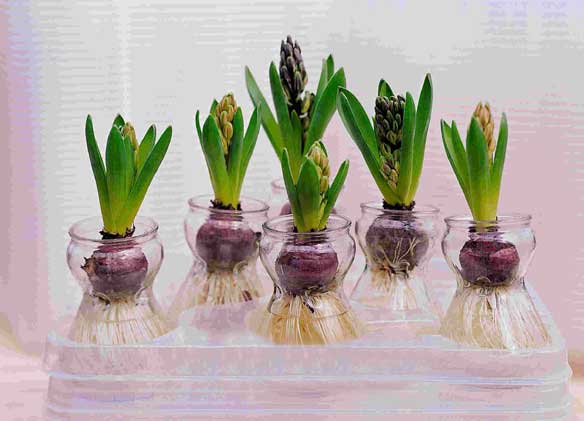 Forcing Hyacinth Bulbs