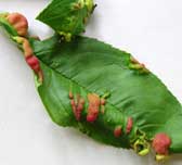Peach Leaf Curl Arrives in late Spring but is prevent in fall and early spring