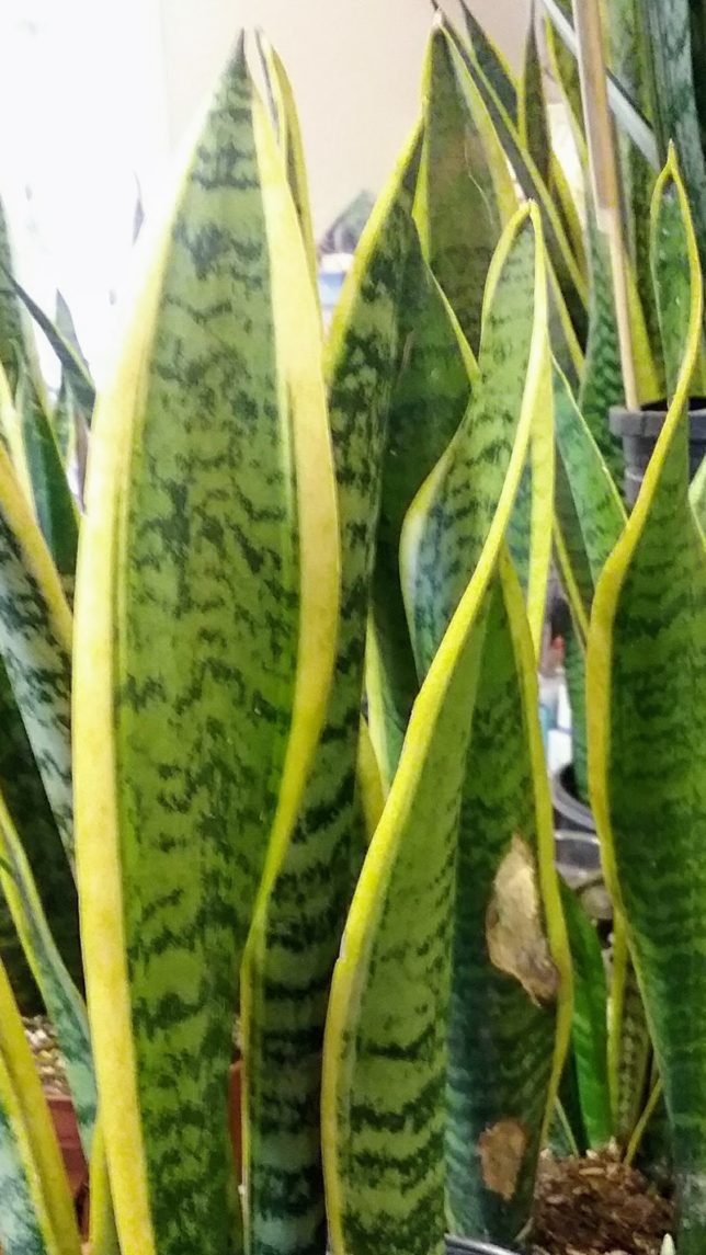 Sansevieria and Other Houseplants Clean the Air - Alden Lane Nursery
