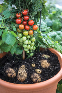 Tomatoes ripening above and potatoes ready for harvest below