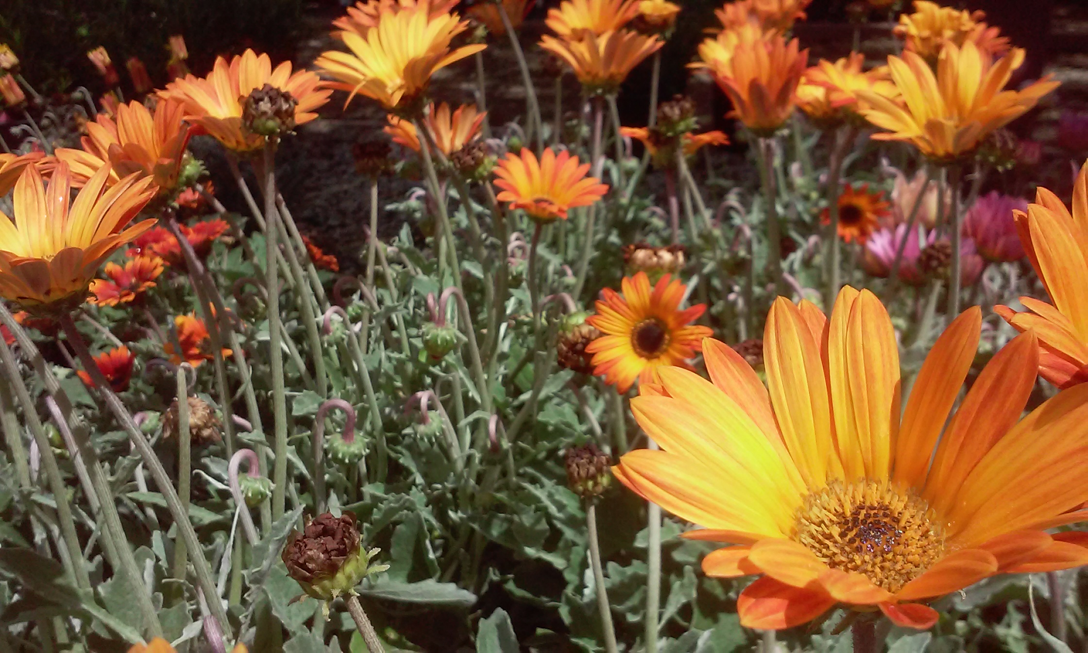 African Daisy the Warmth Alden Lane Nursery