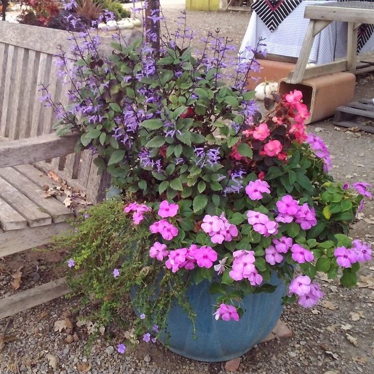 container-planting - Alden Lane Nursery