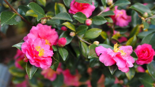 Sasanqua Camellia A Versatile Early Bloomer Alden Lane - 