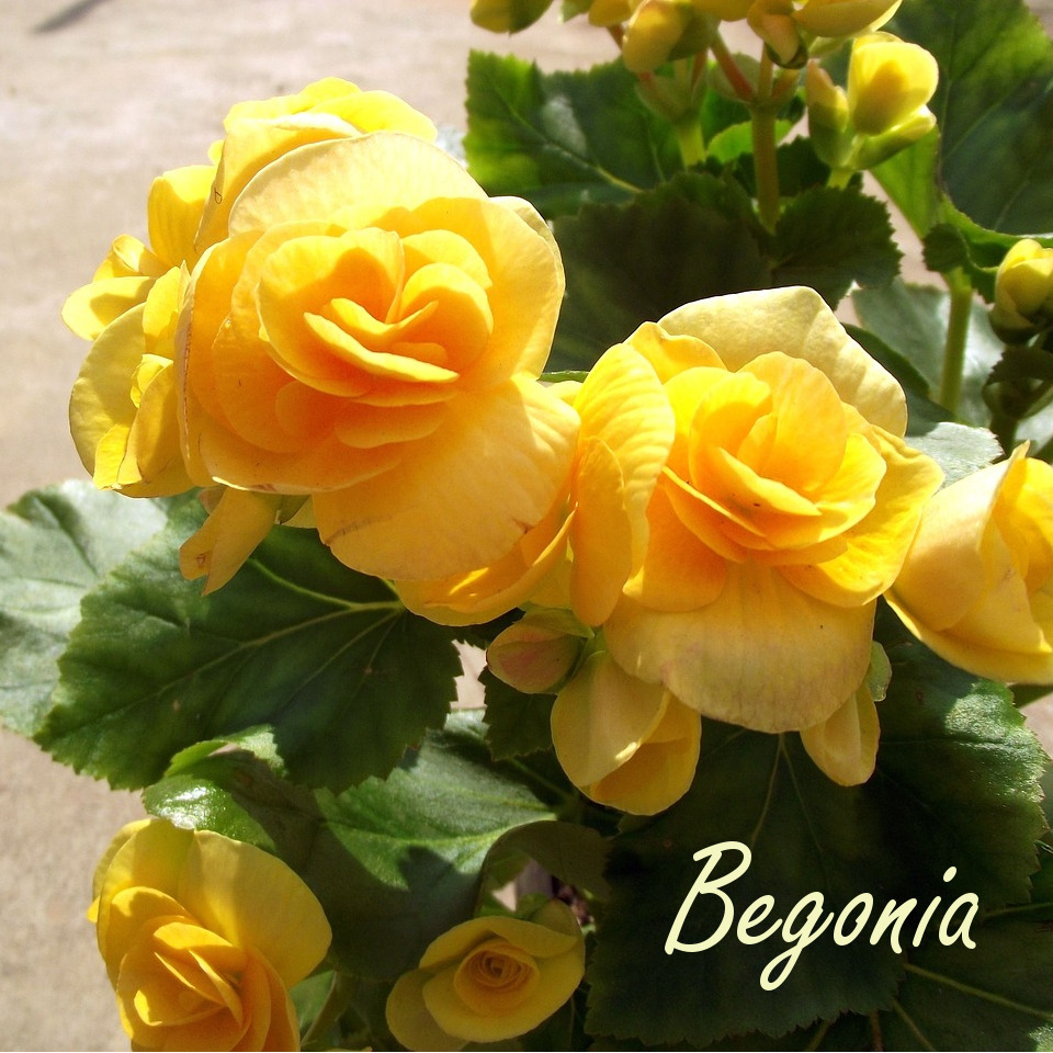 Planting begonia tubers information