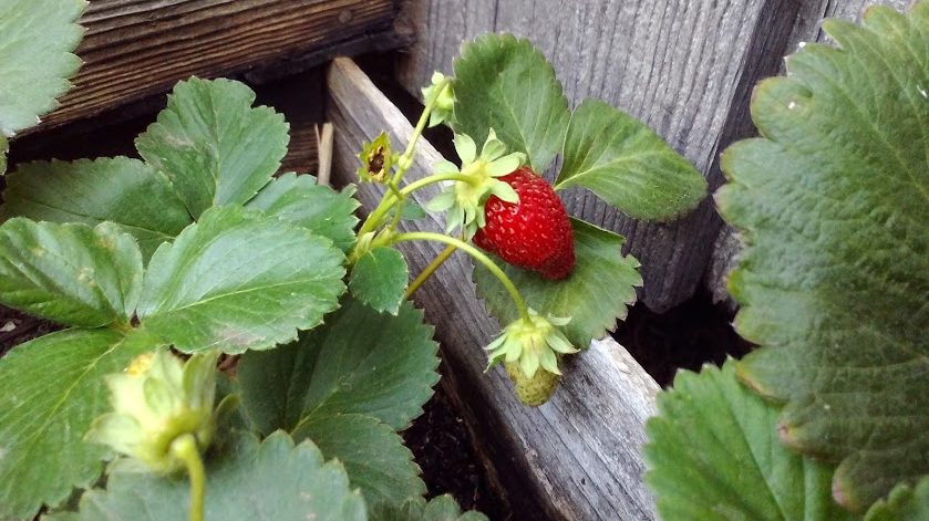 https://www.aldenlane.com/m/wp-content/uploads/2017/11/strawberry-alden-farm-e1548825190165.jpg