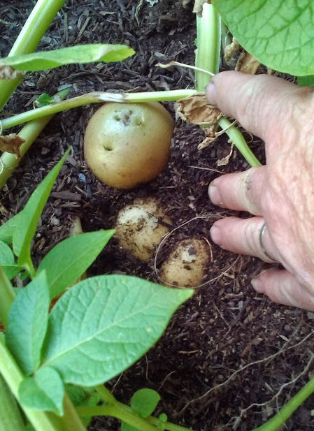 Grow Potatoes in Grow Bags - Alden Lane Nursery