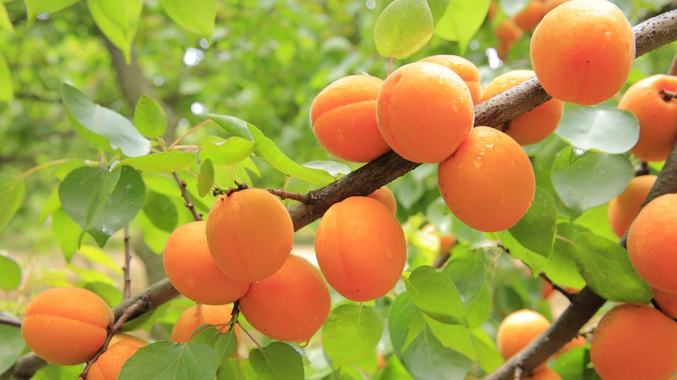 https://www.aldenlane.com/m/wp-content/uploads/2019/01/apricots-pix-abay.jpg