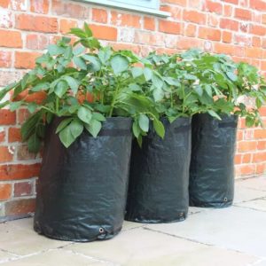 How to grow potatoes in a bag: everything you need to know