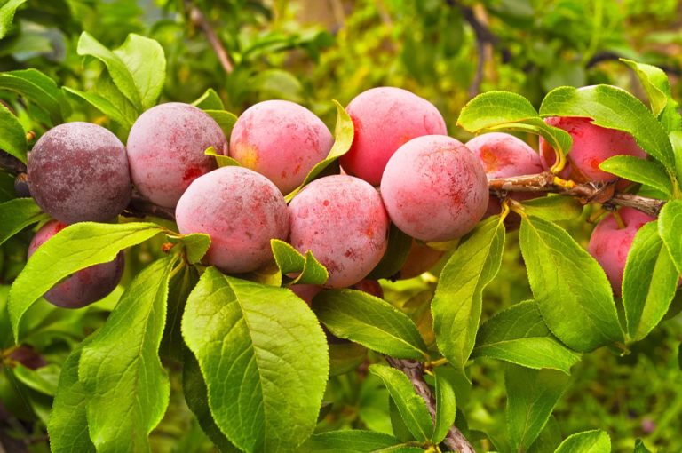 Multi-Graft Fruit Trees add Flavor in Less Space - Alden Lane Nursery