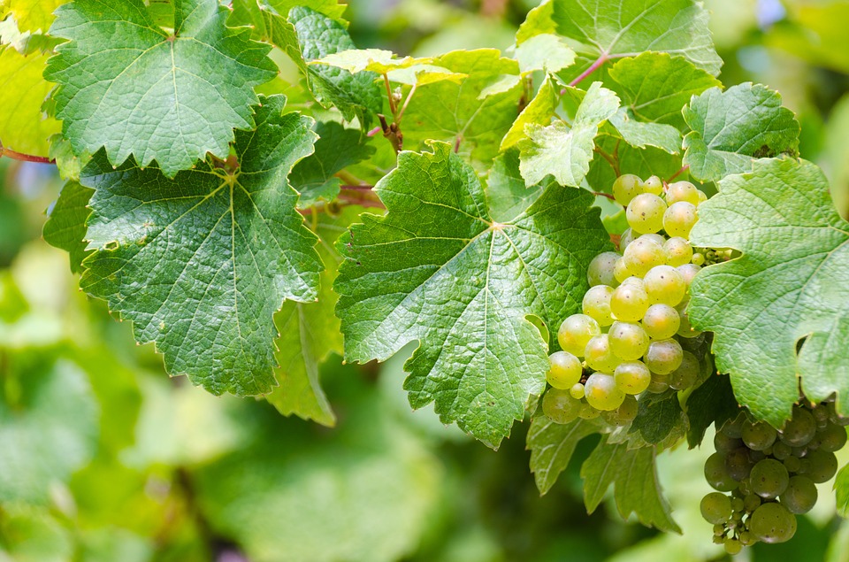 Grapes & Berries Alden Lane Nursery