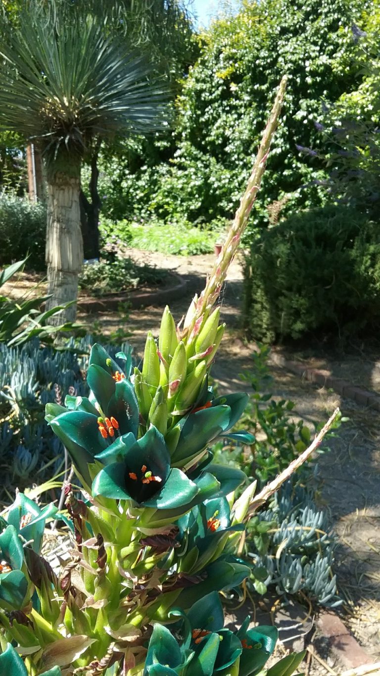 Blooming Now - Puya has Teal-Colored Flowers - Alden Lane Nursery