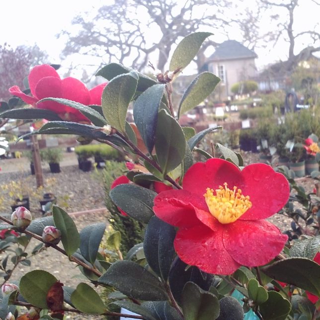 Sasanqua Camellia - a Versatile Early Bloomer! - Alden Lane Nursery