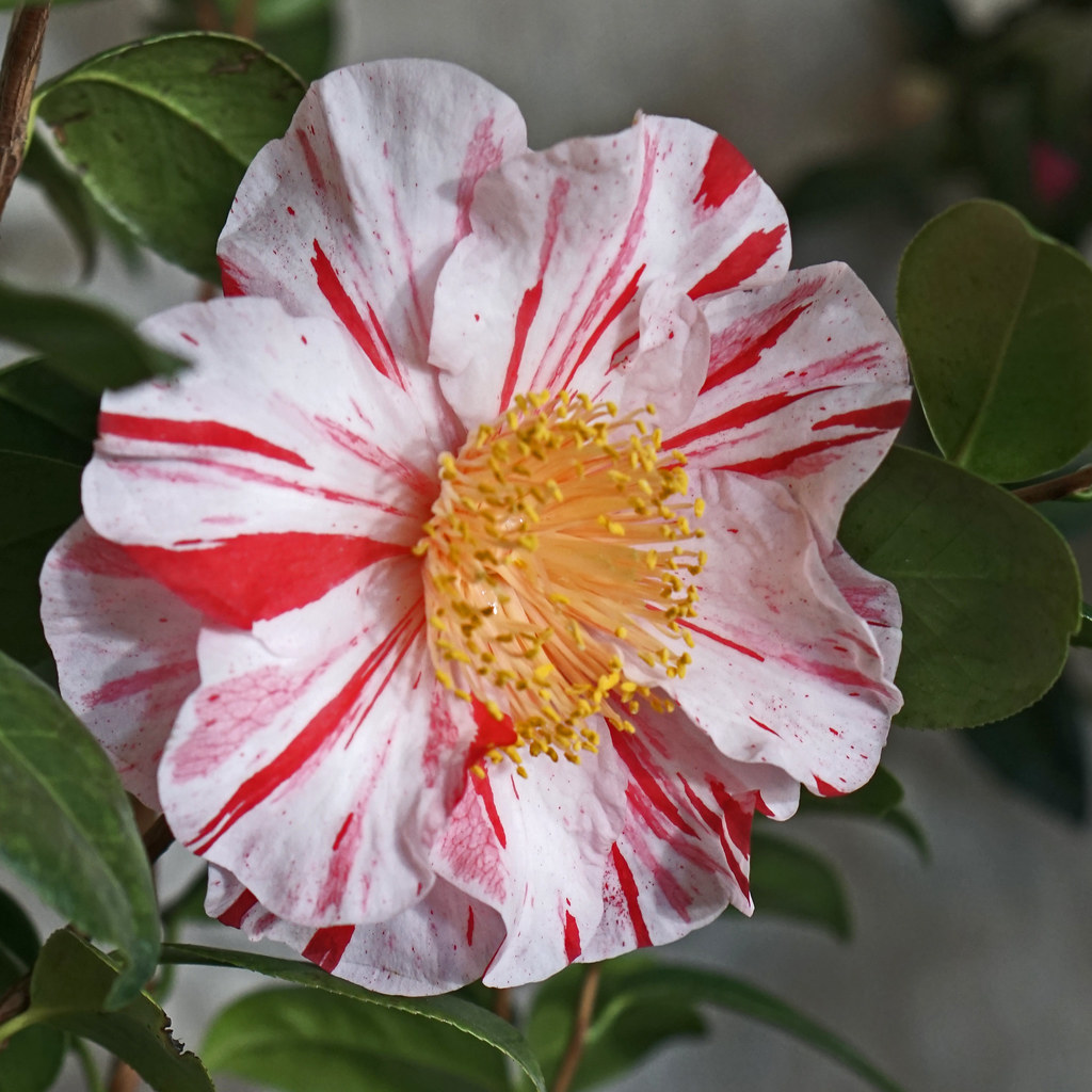 Ferris Wheel Camellia - Alden Lane Nursery