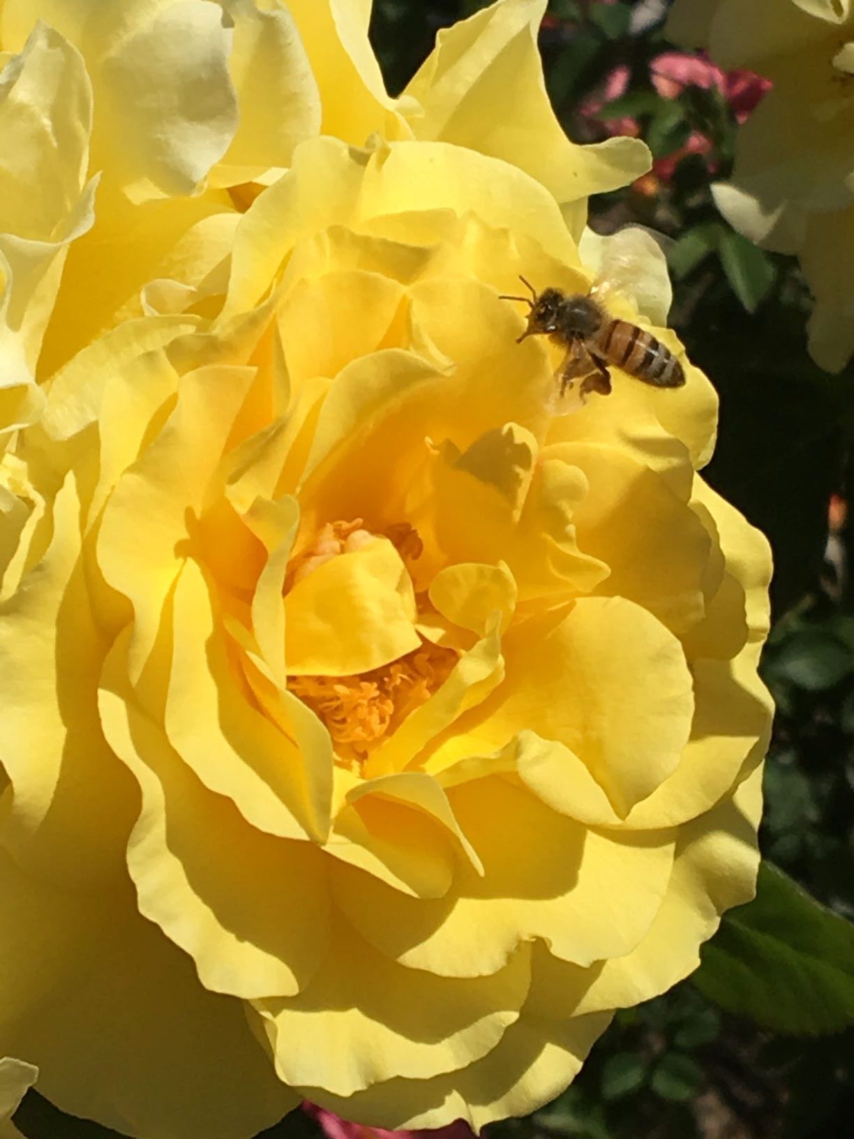 Rose-with-bee-small - Alden Lane Nursery