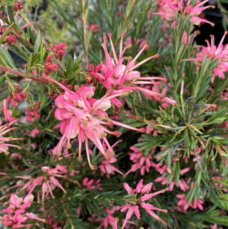 Australian Native Plants - Alden Lane Nursery