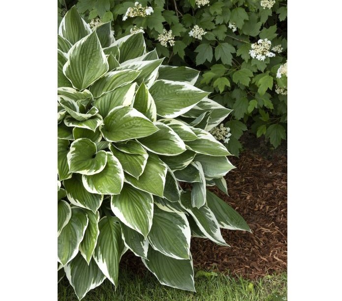 Hosta-Francee - Alden Lane Nursery