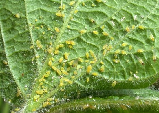 how-to-identify-aphids_full_width - Alden Lane Nursery