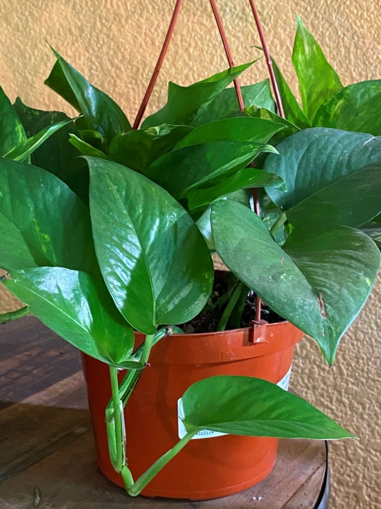 Low-Light Houseplants - Alden Lane Nursery